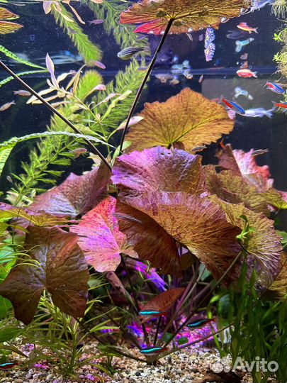 Рыбки и растения