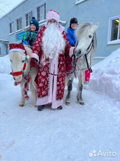 Прогулки на лошадях