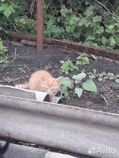 Котятки в добрые руки
