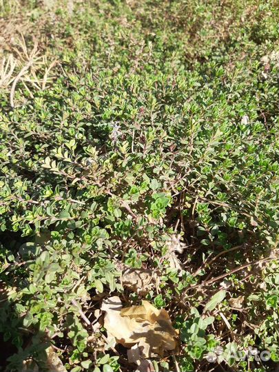 Чабрец садовое растение темьян