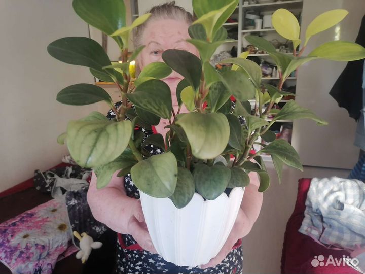 Комнатные растения