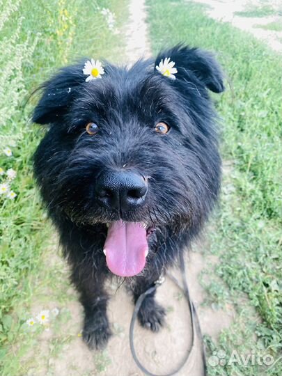 Метис рчт Русского черного терьера ищет дом