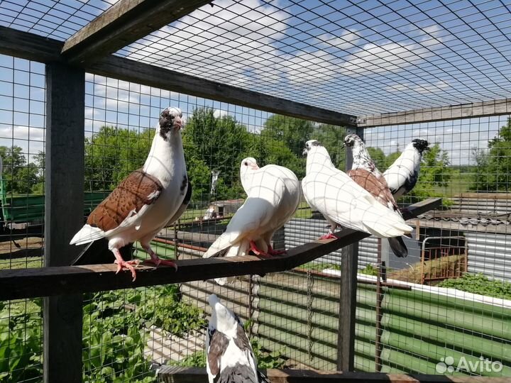 Бойные голуби, павлины