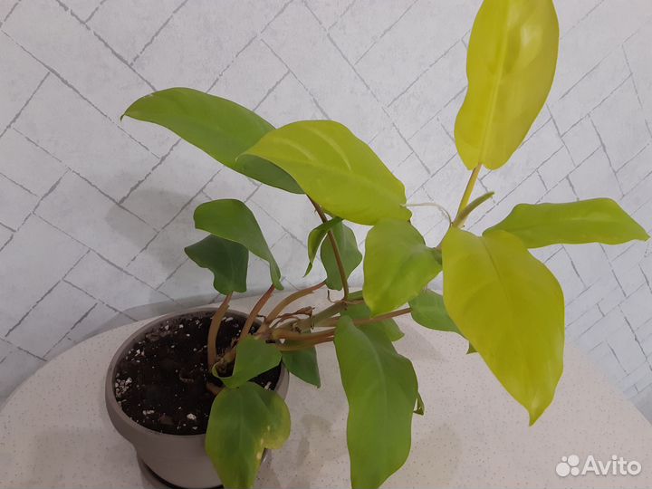 Филодендрон