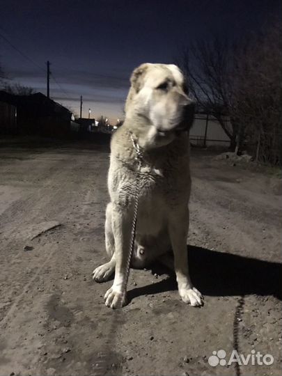 Вязка сао