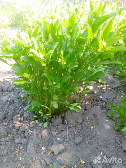 Ромашка садовая