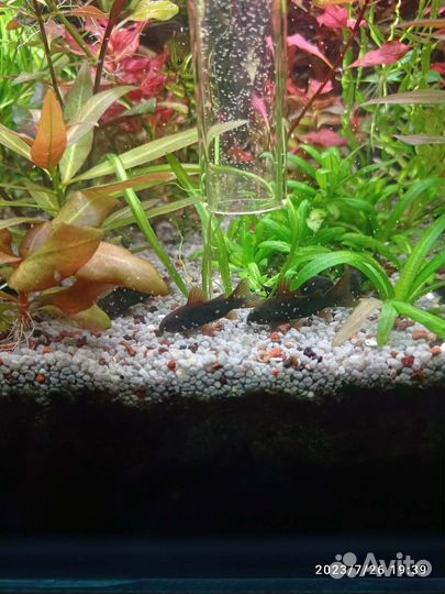 Грунт Пропант, Сайдекс, корм Тетра, рыбки