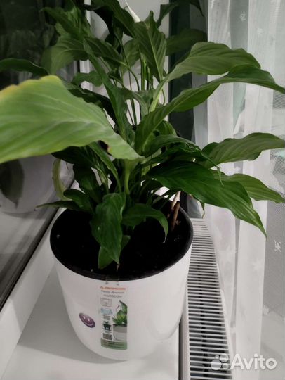 Спатифиллум цветут 2 штуки