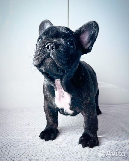 Французский бульдог
