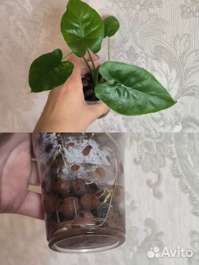 Алоказия гагеана вар, Адениум, Монстера альба