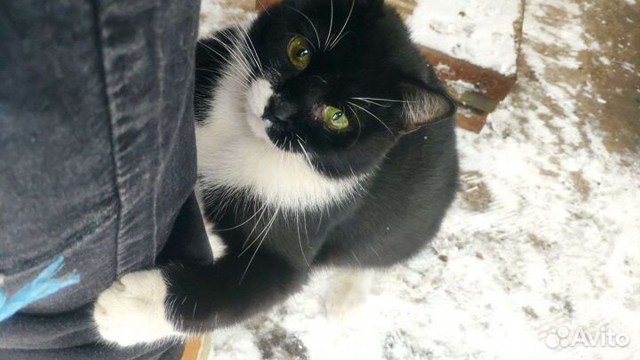 Котенок в добрые руки