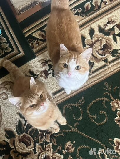 Кошка в дар