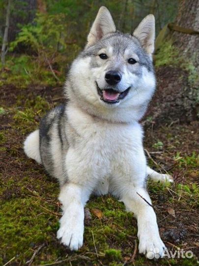 Передержка собак птиц грызунов