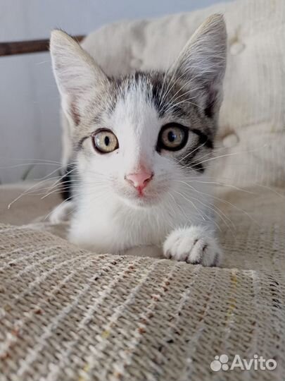 Кошки в добрые руки бесплатно