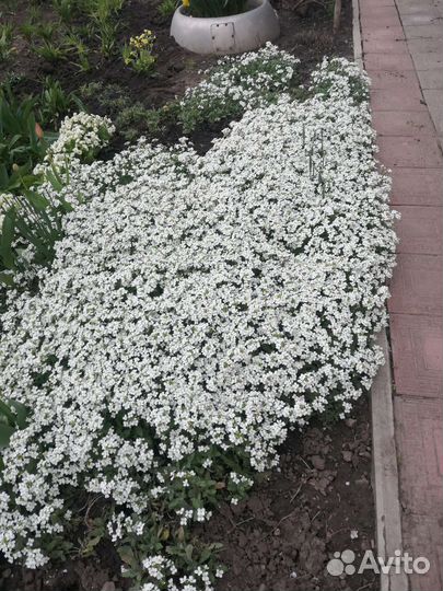 Первоцветы