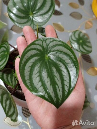 Пеперомия арбузная