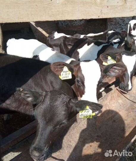 Бычки на откорм