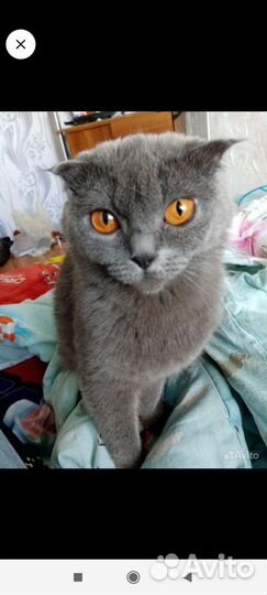 Британская кошка