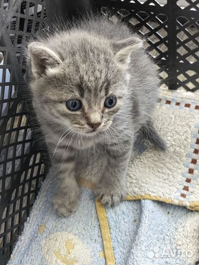 Котята в добрые руки бесплатно