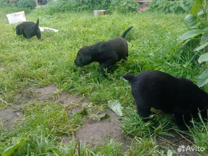 Отдам Собаку в добрые руки отдам бесплатно