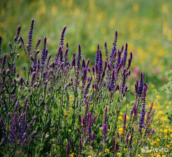 Полезные растения