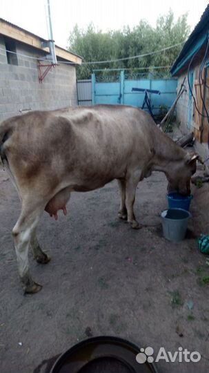 Корова стельная дойная