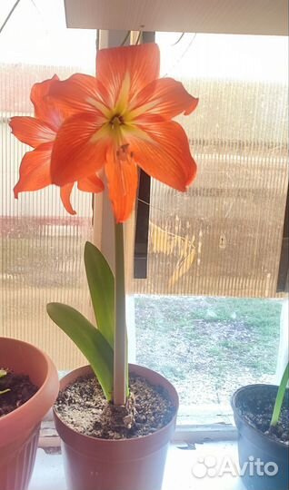 Гиппиаструм