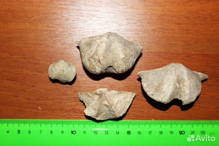 Брахиоподы девонского периода