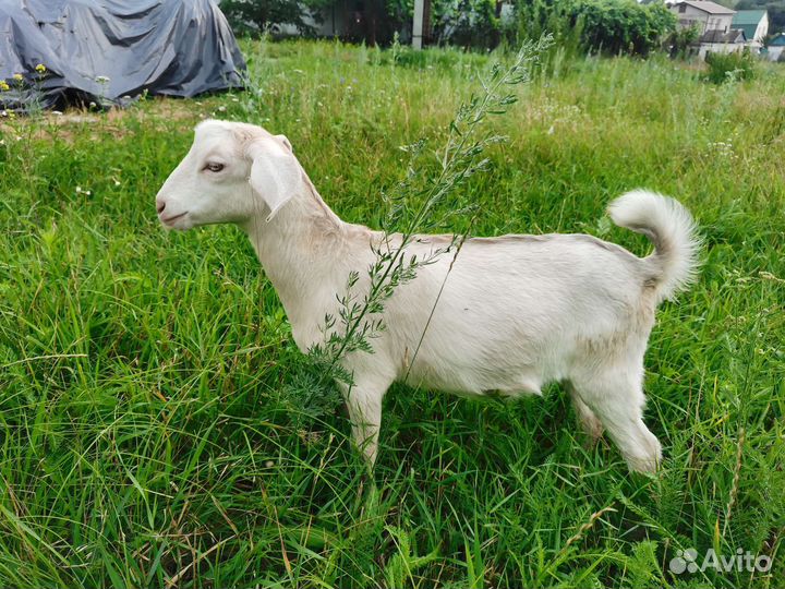 Коза нубийская и козлята