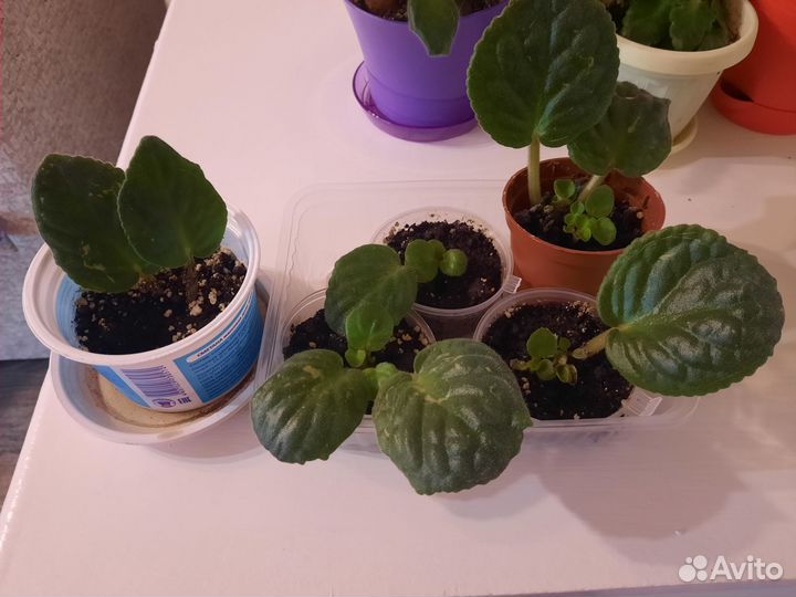 Комнатные растения