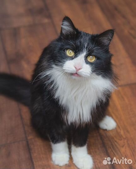 Котик Маркиз ждет
