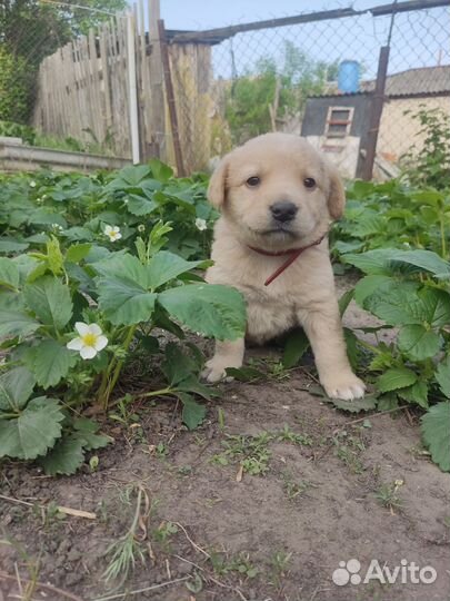 Собака в добрые руки отдам бесплатно