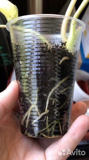 Филодендрон бурле макс вариегатный