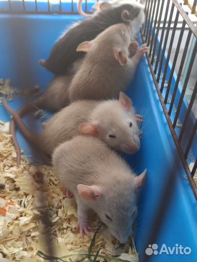 Крысята