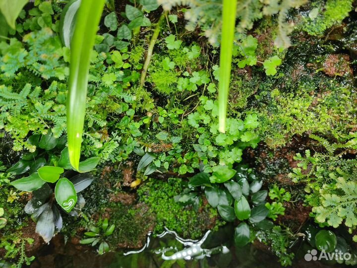 Растения для флорариума/палюдариума/террариума