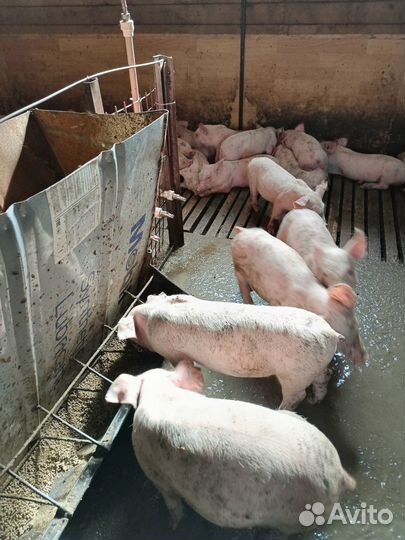 Поросята с доставкой