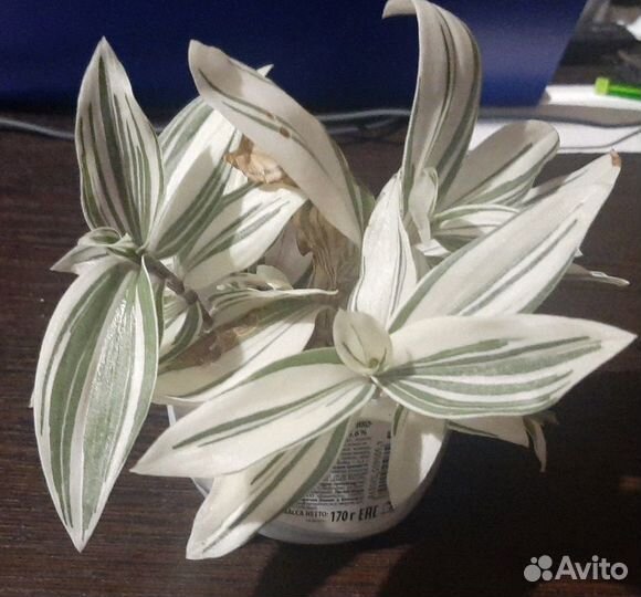 Продам цветы комнатные