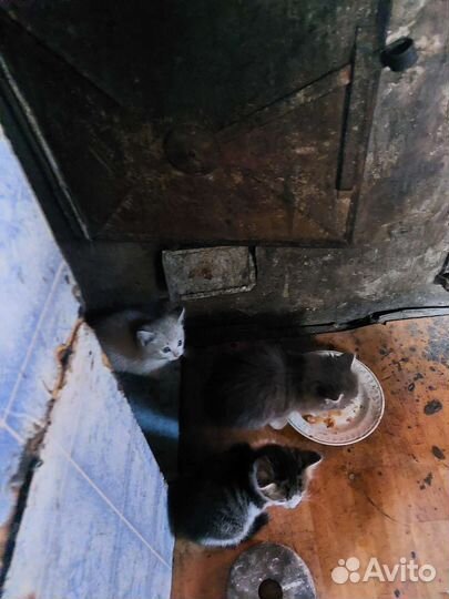 Брошенные котята