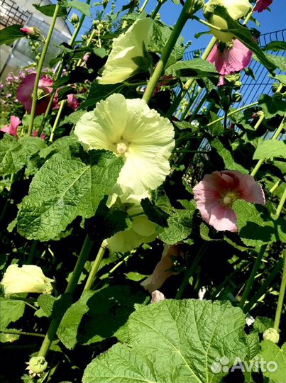 Мальва многолетняя и другие многолетники