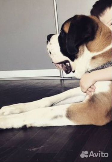 Сенбернар вязка