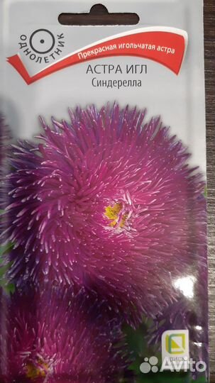 Рассада астр