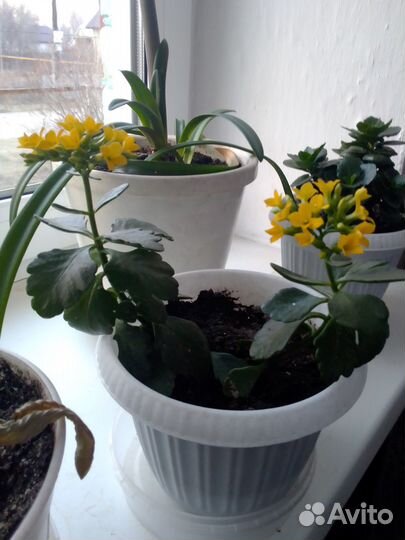 Продам цветы комнатные