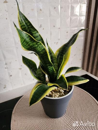 Сансевиерия