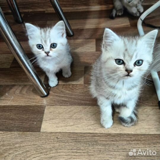 Шотландские котята