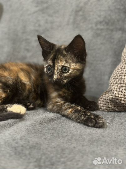 Котенок в добрые руки