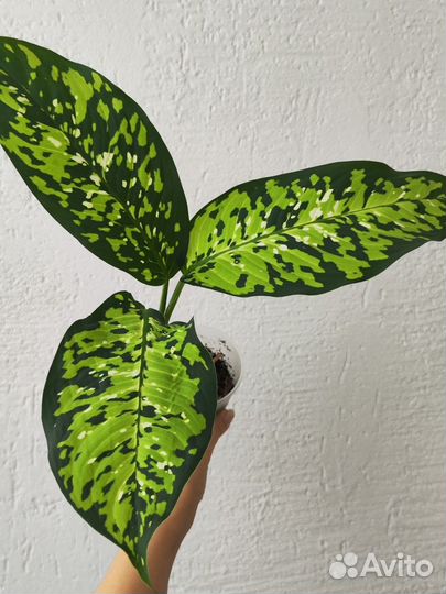 Комнатные растения