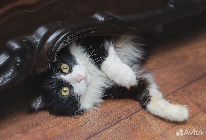 Котик Маркиз ждет