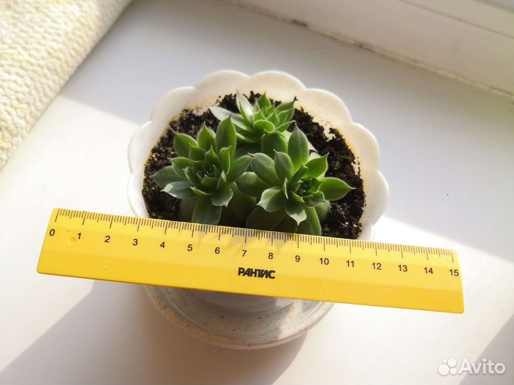 Молодило (Каменная роза)