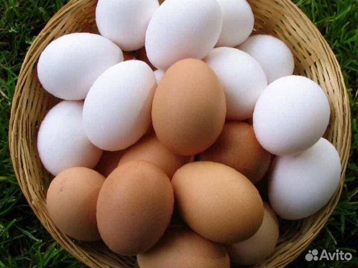 Домашние куриные яйца