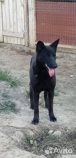 Метис малинуа, мальчик - в добрые руки